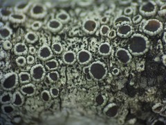 Lecanora subrugosa