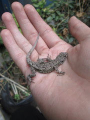 Sceloporus palaciosi