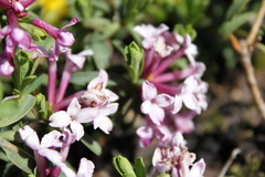 Daphne striata