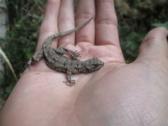 Sceloporus palaciosi