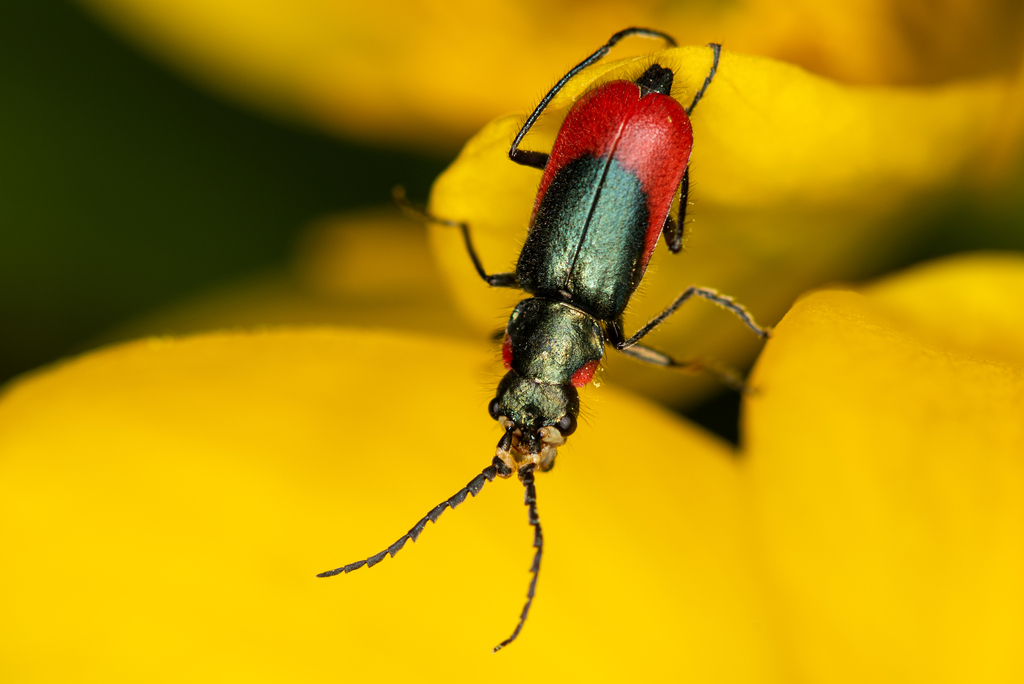 Malachius semiaeneus