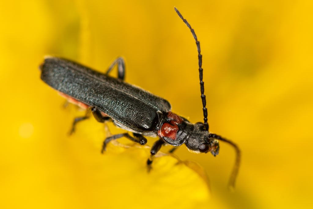 Cordicantharis