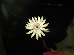 Epiphyllum phyllanthus