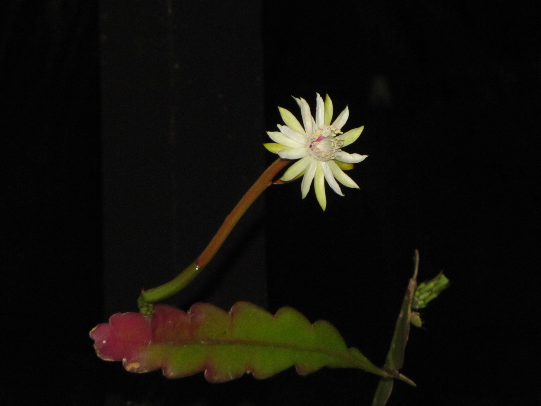 Epiphyllum phyllanthus ssp. phyllanthus