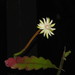 Epiphyllum phyllanthus phyllanthus - Photo (c) Marcus Athaydes, some rights reserved (CC BY-NC), uploaded by Marcus Athaydes