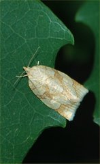 Adoxophyes negundana