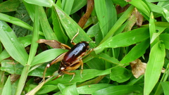 Apotetamenus clipeatus