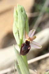 Ophrys exaltata