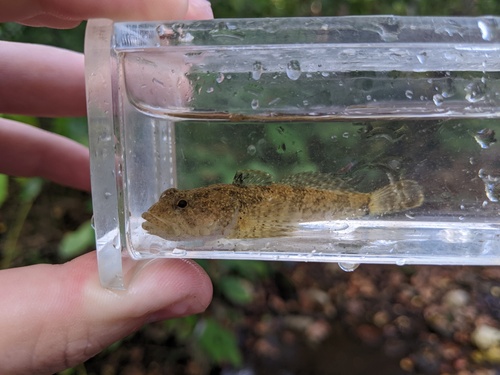 Banded Sculpin