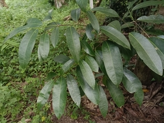 Samadera indica, photograph renjus box, CC BY, iNaturalist via GBIF