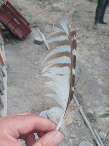 Plume de Hibou des marais