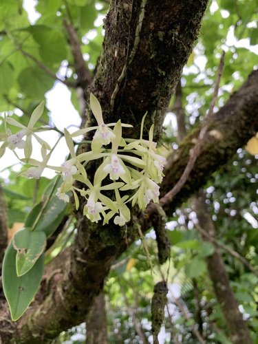 Epidendrum pallidiflorum Hook. 3