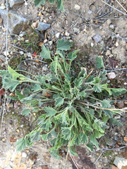 Sphaeralcea munroana