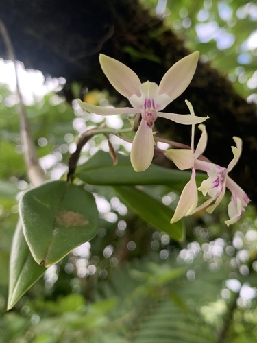 Epidendrum pallidiflorum Hook. 2