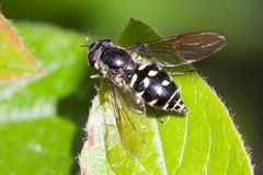 Dasysyrphus intrudens