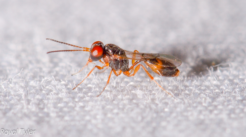 Tersilochinae