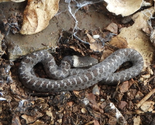 Sinaloan Nightsnake