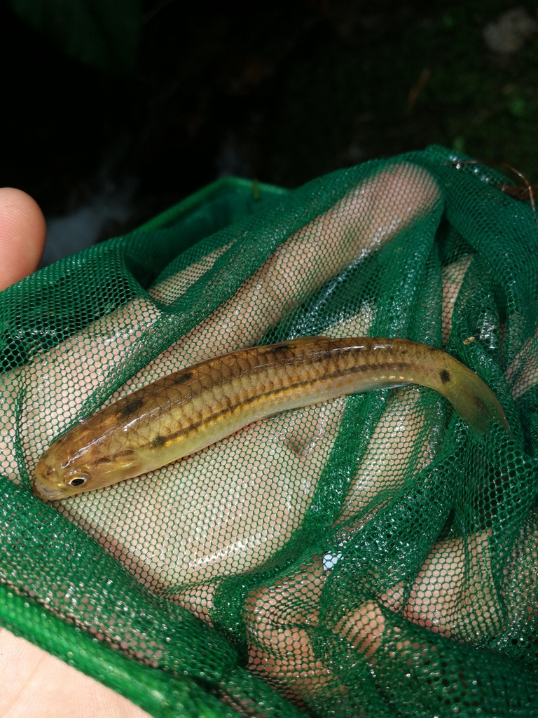 Twospotted Lebiasina
