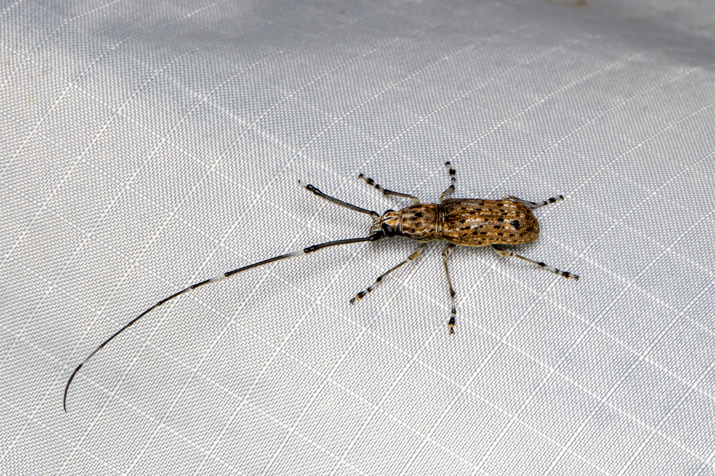 Peribathys russatus