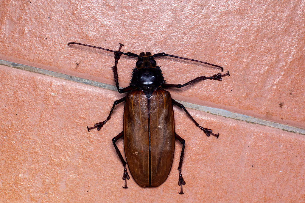 Toothnecked and Aberrant Longhorn Beetles from MCM Nature Discovery
