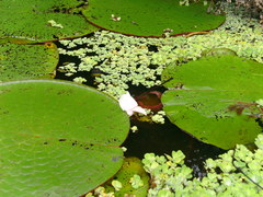 Victoria amazonica
