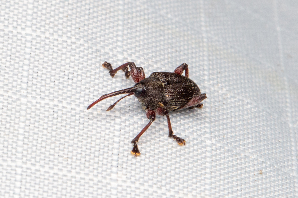 Nut and acorn weevils from mcm nature discovery villa stephen s place