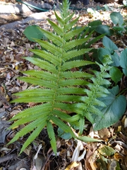 Pelazoneuron puberulum