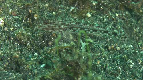 Istigobius nigroocellatus observed 2023-09-04