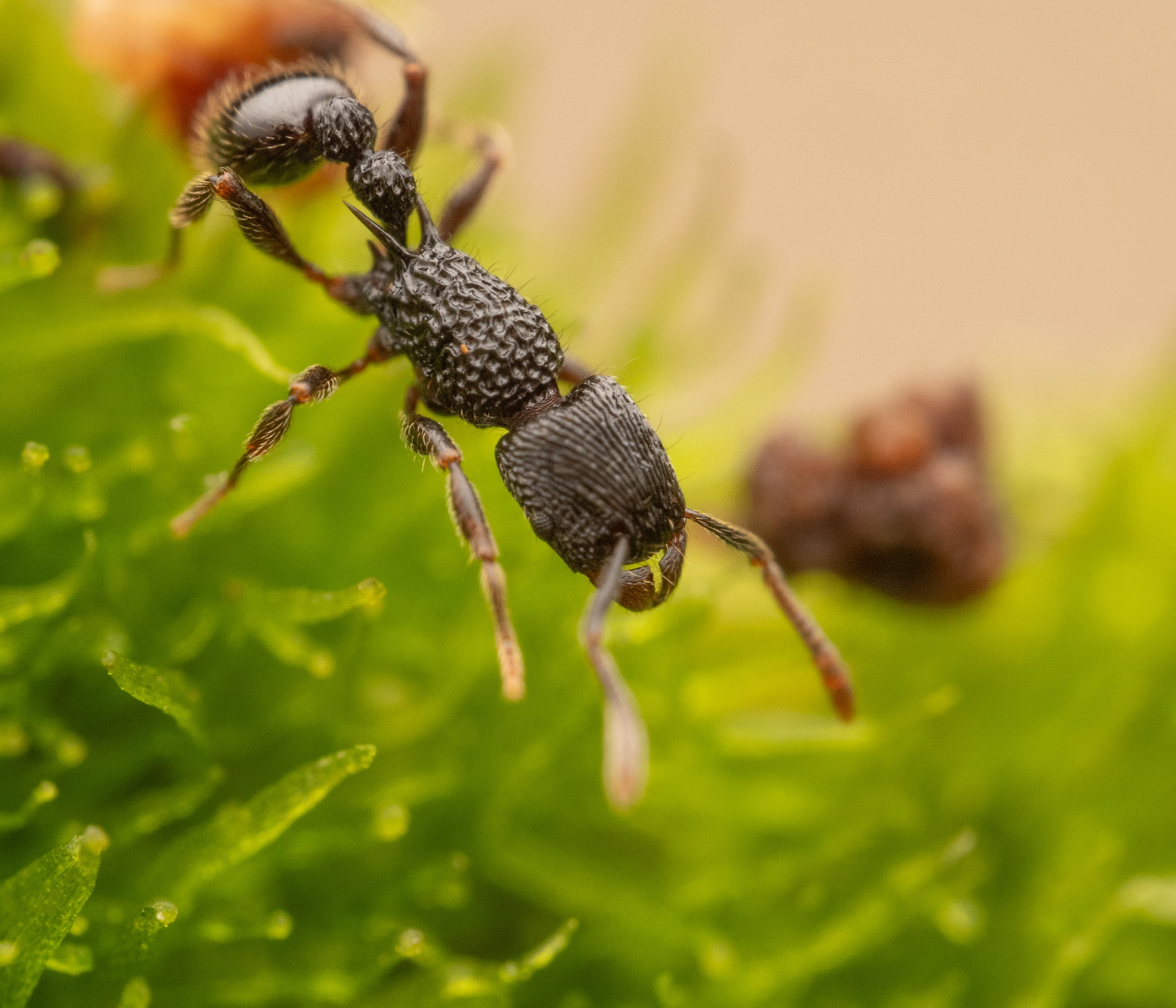 Tetramorium sculptatum