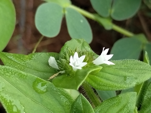 Image of Richardia scabra by no rights reserved