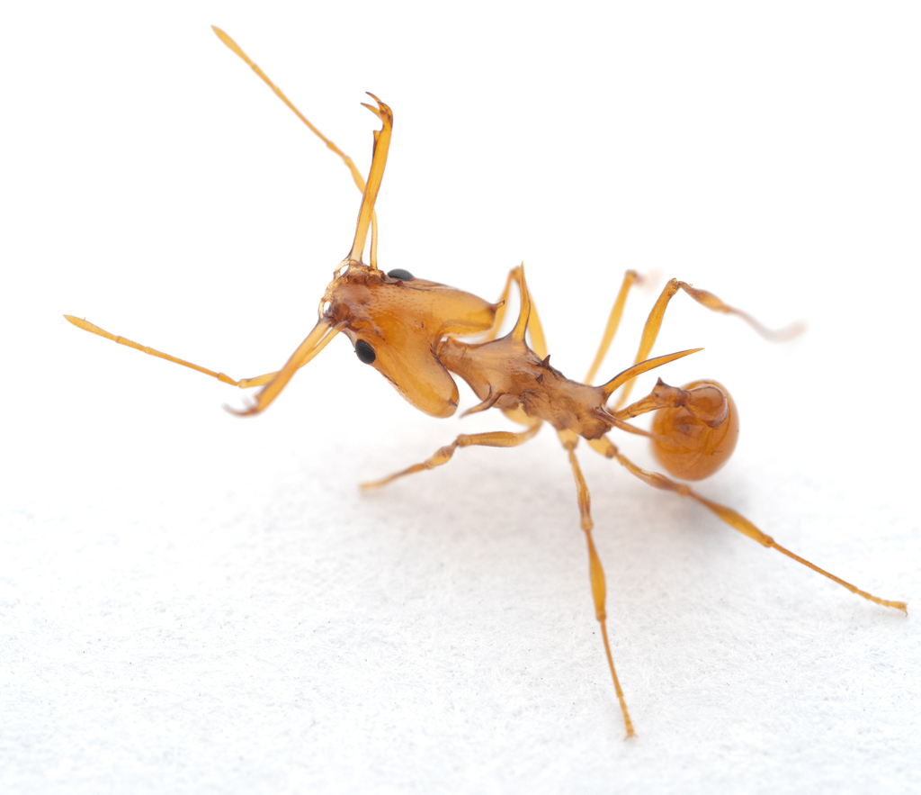 Goblin Ants