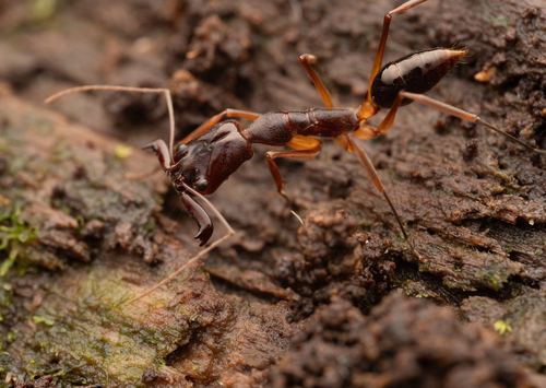 巴布亚大齿猛蚁Odontomachus papuanus