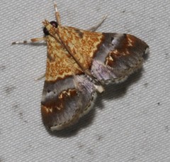 Tetracona amathealis