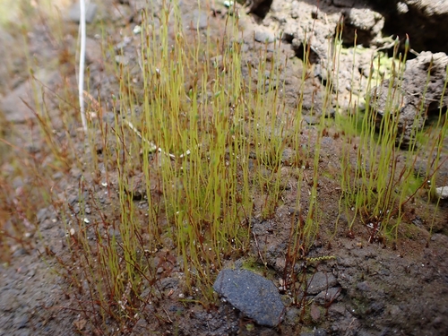 Image of Discelium nudum by (c) Helen Waterman, some rights reserved (CC BY)