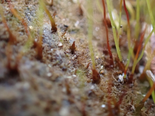 Image of Discelium nudum by (c) Helen Waterman, some rights reserved (CC BY)