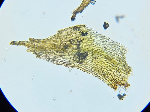 Image of Discelium nudum by (c) Helen Waterman, some rights reserved (CC BY)