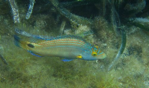 Axillary Wrasse