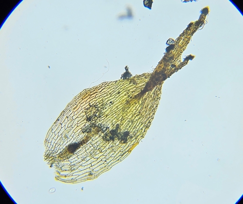 Image of Discelium nudum by (c) Helen Waterman, some rights reserved (CC BY)
