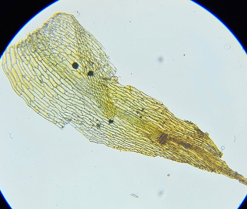Image of Discelium nudum by (c) Helen Waterman, some rights reserved (CC BY)
