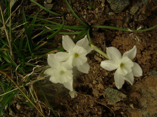 Narcissus watieri image