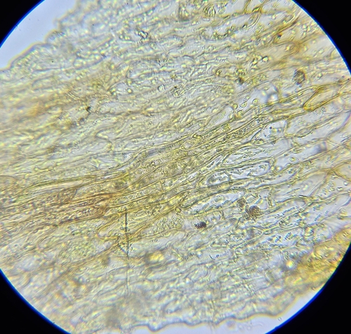 Image of Discelium nudum by (c) Helen Waterman, some rights reserved (CC BY)