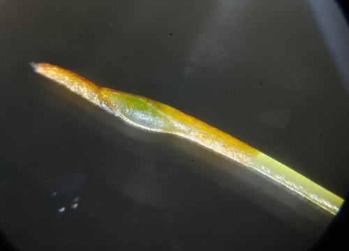 Image of Discelium nudum by (c) Helen Waterman, some rights reserved (CC BY)
