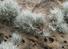 Tillandsia albida