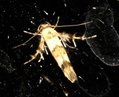 Stathmopoda pantarches