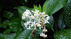 Palicourea violacea