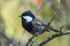 Rufous-Naped Tit photo 2