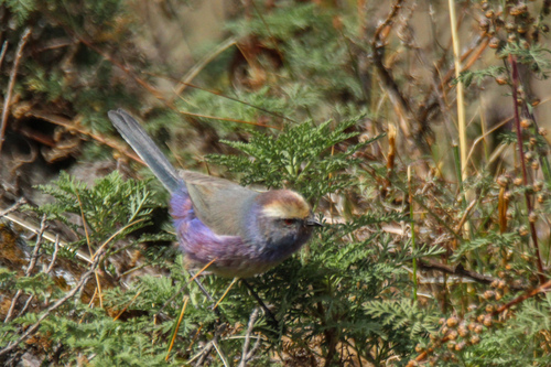 White-browed Tit-warbler (Leptopoecile sophiae), photo 6