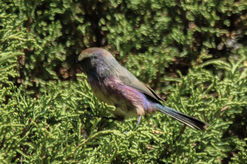 White-browed Tit-warbler (Leptopoecile sophiae), photo 10