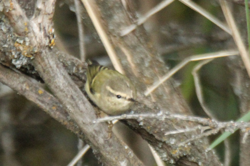 Hume's Leaf Warbler (Phylloscopus humei), photo 1