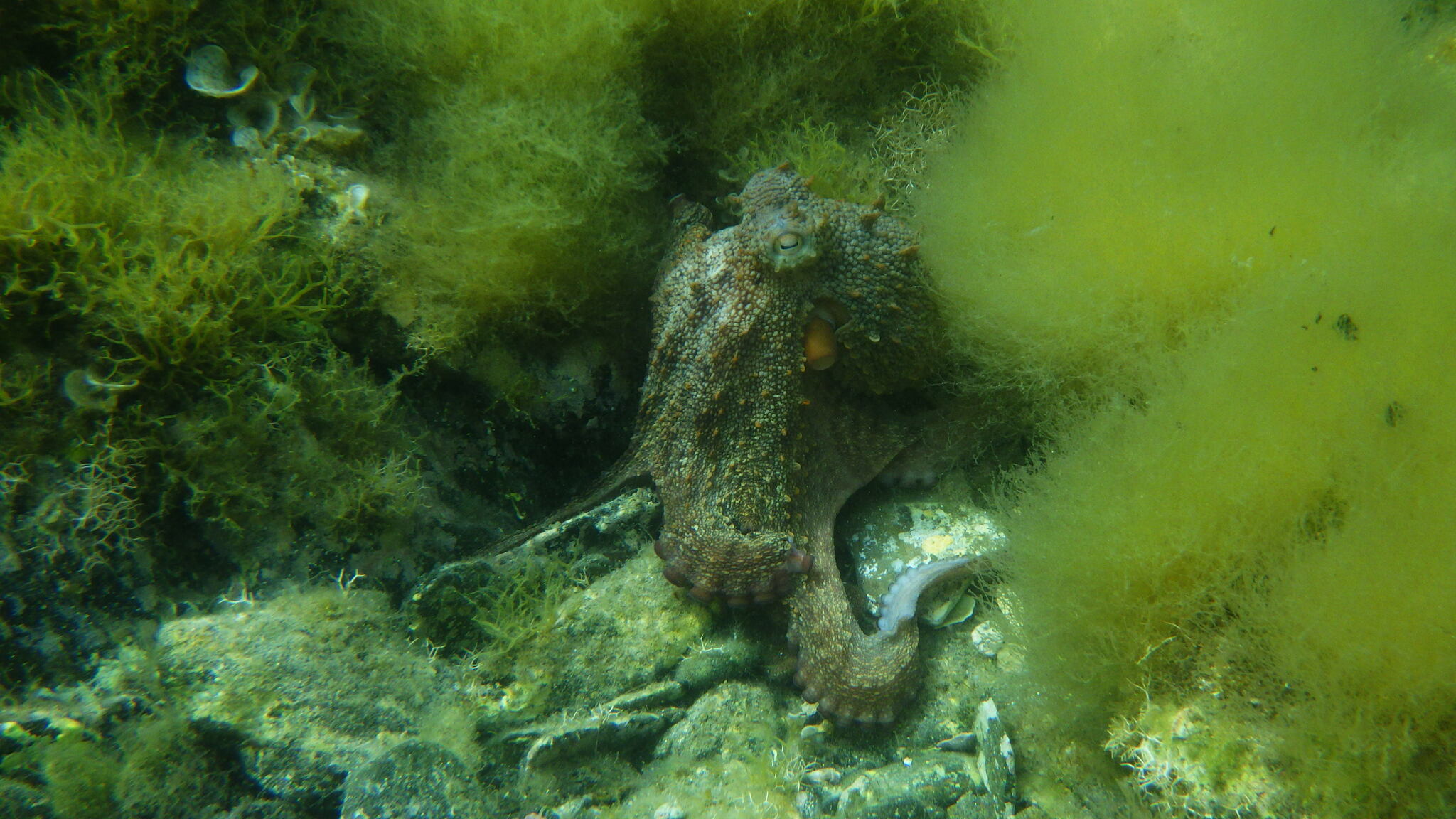 マダコ, achtarm, almindelig ottearmet blæksprutte, attaarmade bläckfiskar, azeiz, chobotnice pobřežní, common atlantic octopus, common european octopus, common octopus, gemeiner krake, gemeiner octopus, gewöhnlicher krake, gewone achtarm, gewone octopus
